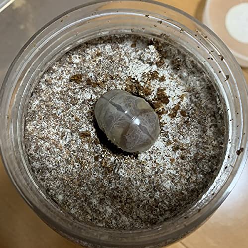 Amazon | クワガタ飼育用菌糸抜き 楽穴君 固く詰まった菌糸を抜く時に